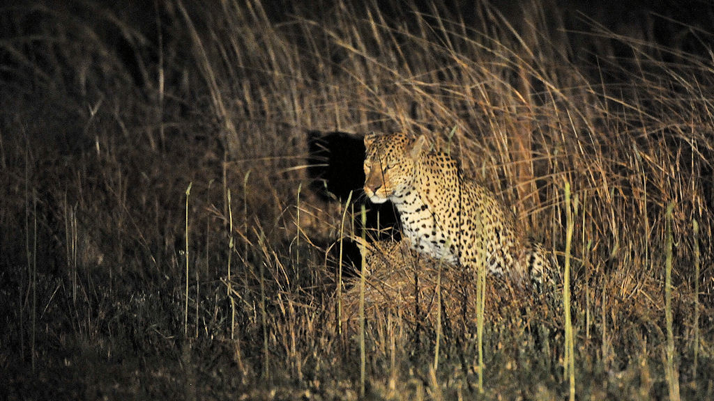 Leoparden bei der Paarung
Kafue Nationalpark
5609