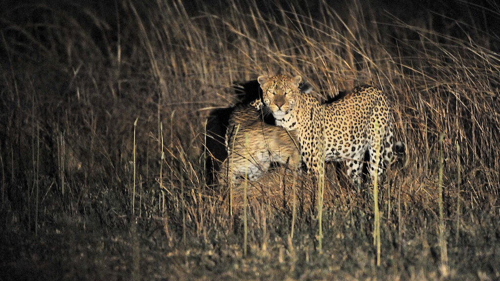 Leopardendame schmust mit ihren Auserwählten
bei Musanza, Kafue
5601