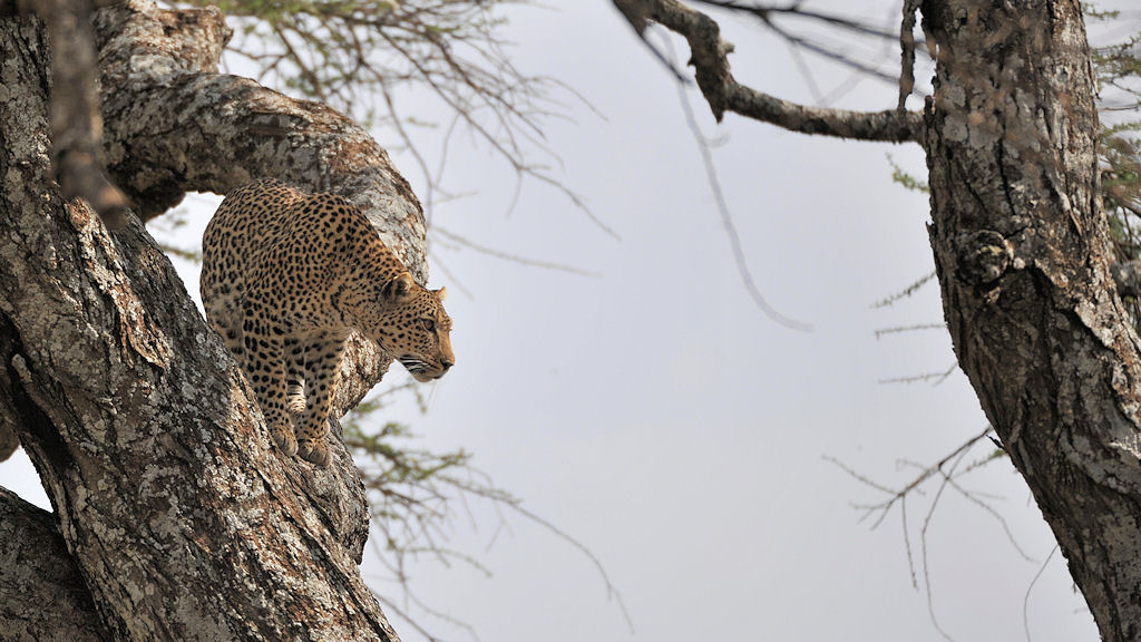 Leosprung 
bei Lake Magadi, Serengeti
2711