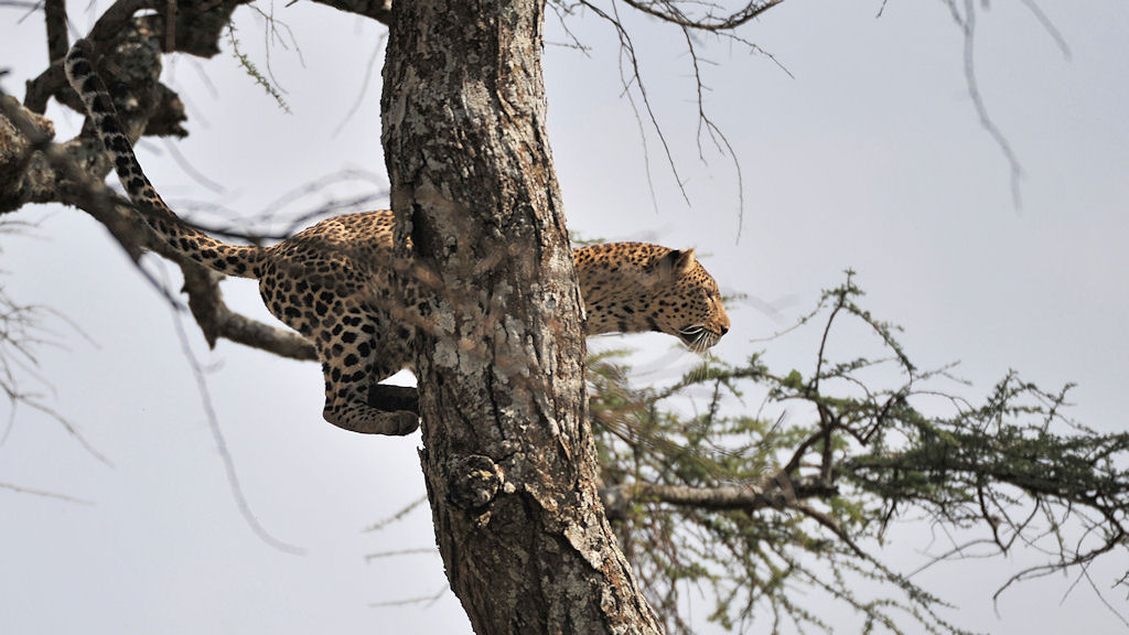 Leosprung 
bei Lake Magadi, Serengeti
2714