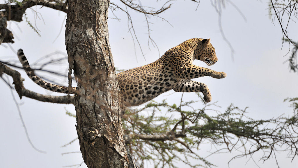 Leosprung 
bei Lake Magadi, Serengeti
2715