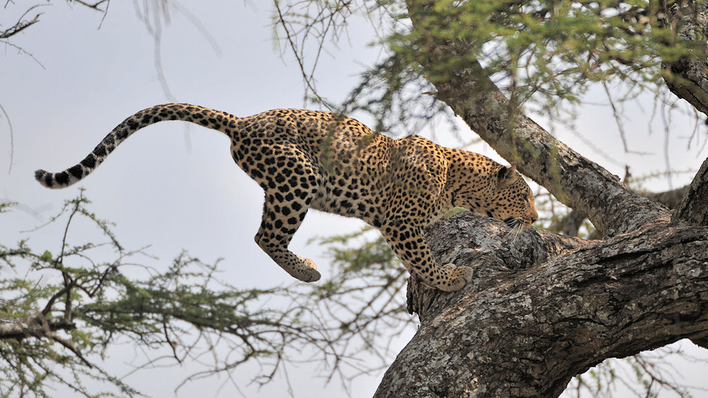 Leosprung 
bei Lake Magadi, Serengeti
2717