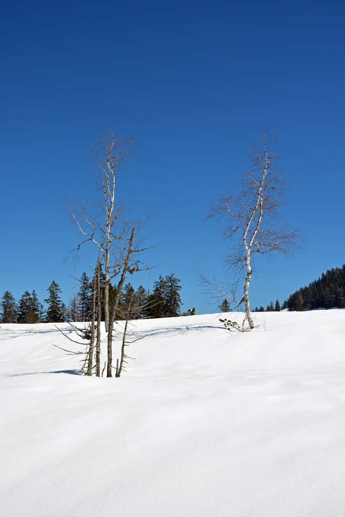 letzer Schnee im Allgäu auf dem Imberg