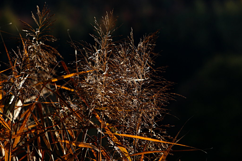 Letzte Sonne