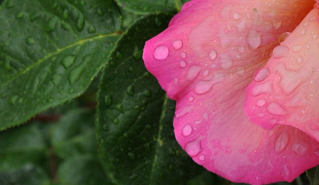 Letzter Regen?