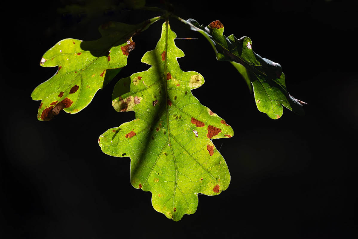 Leuchtende Eichenblätter mit Florfliege-1.jpg