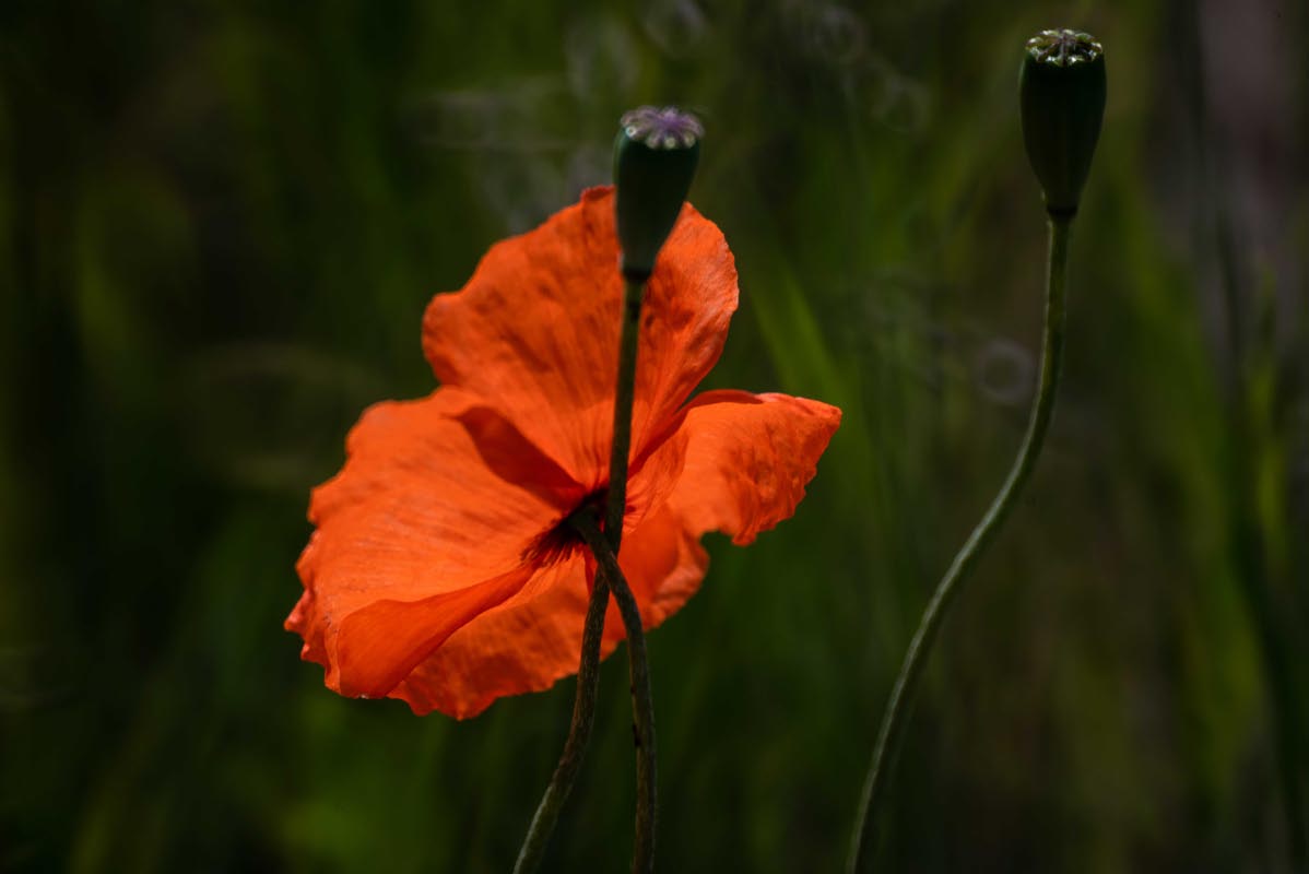 Leuchtende Mohn.jpg