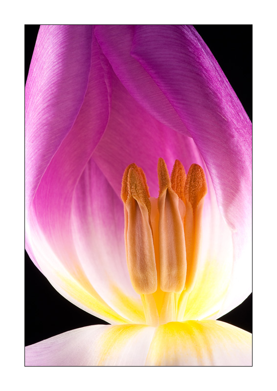 Leuchtende Tulpe 1