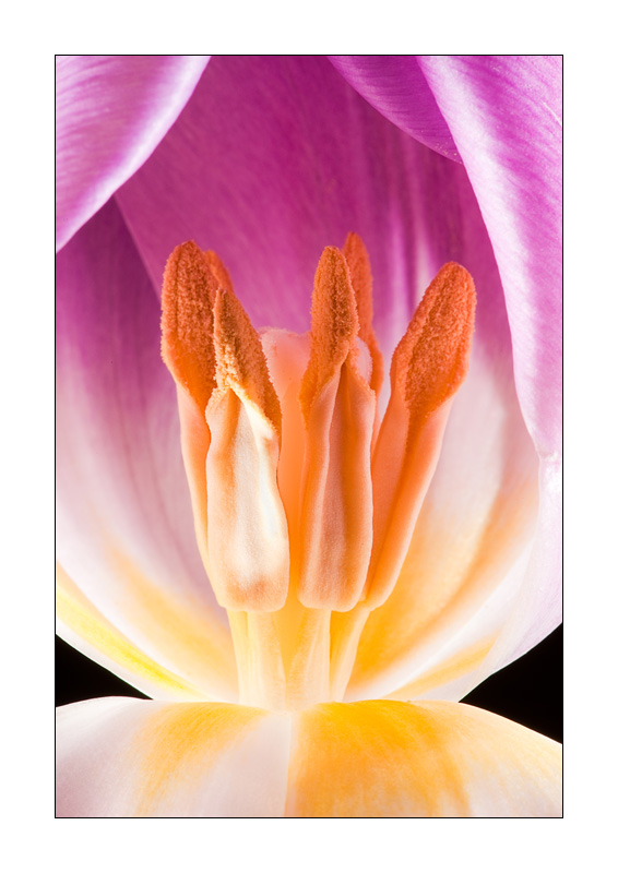 Leuchtende Tulpe 2