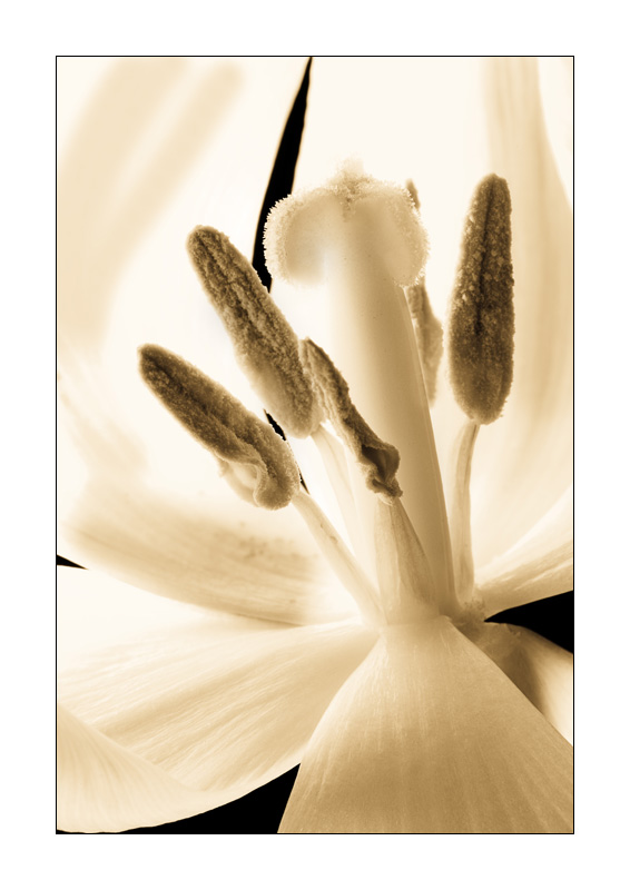 Leuchtende Tulpe 3