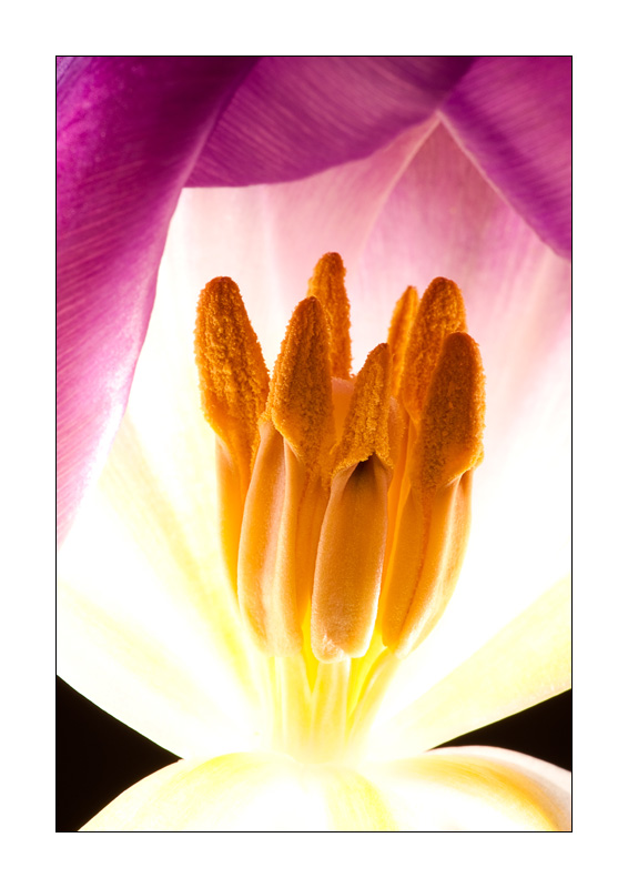 Leuchtende Tulpe 3