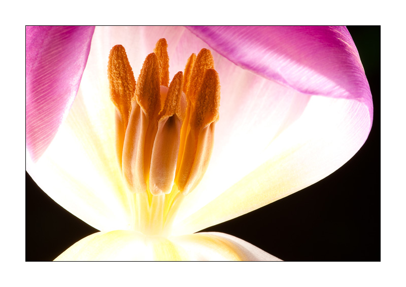Leuchtende Tulpe 4