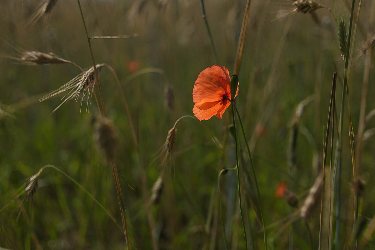 Leuchtmohn (1 von 1).JPG