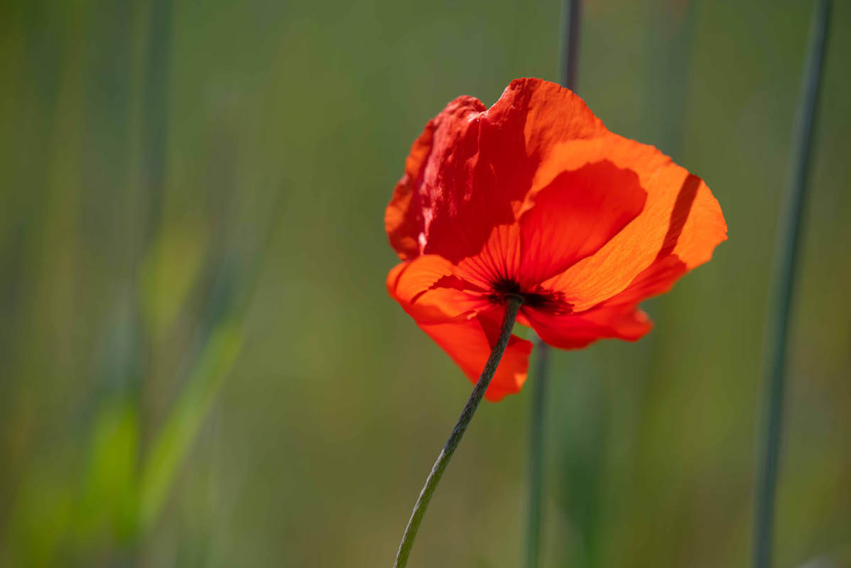 Leuchtmohn.jpg