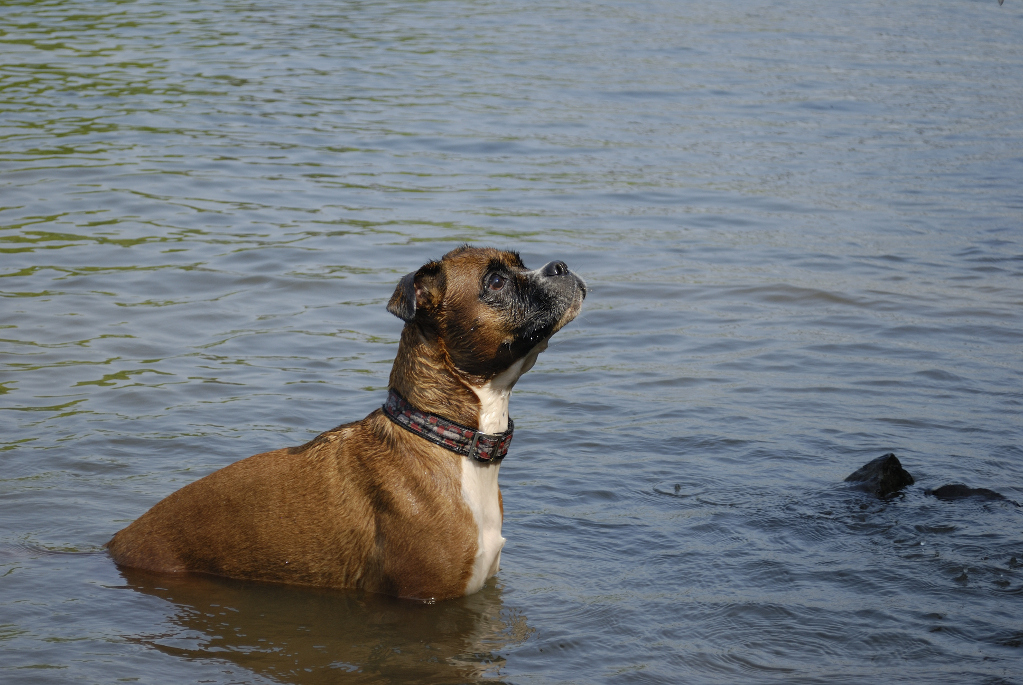 Lexx im Wasser
