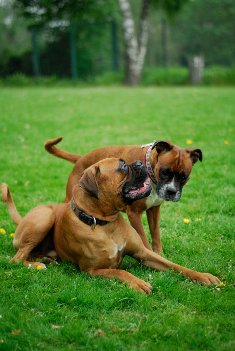 Lexx und Hanry