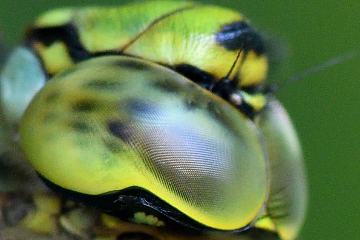 libelle 001 001 01