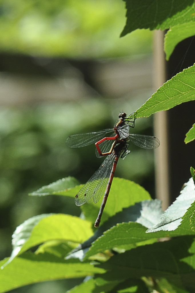 Libelle 001