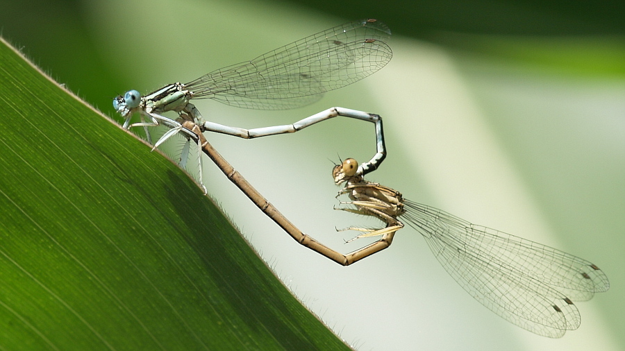 Libelle 001