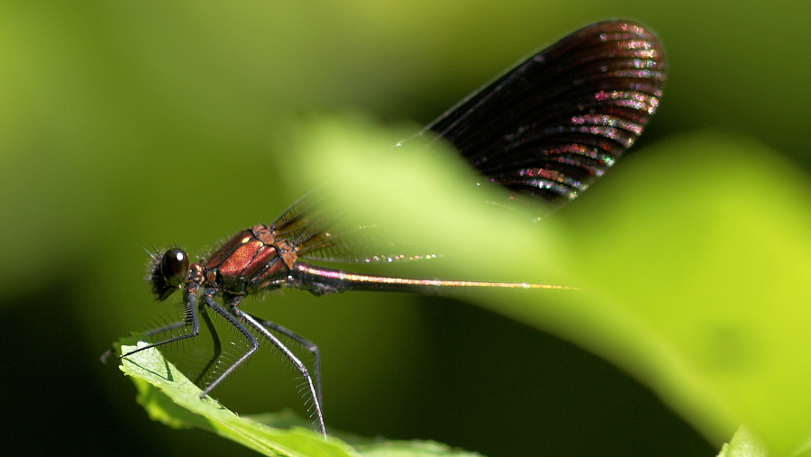 Libelle 002