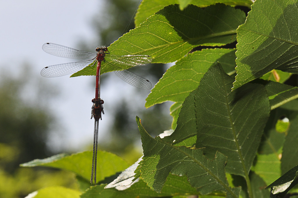 Libelle 003