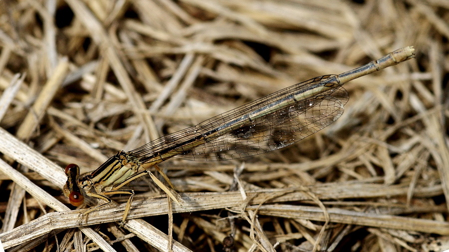 Libelle 004