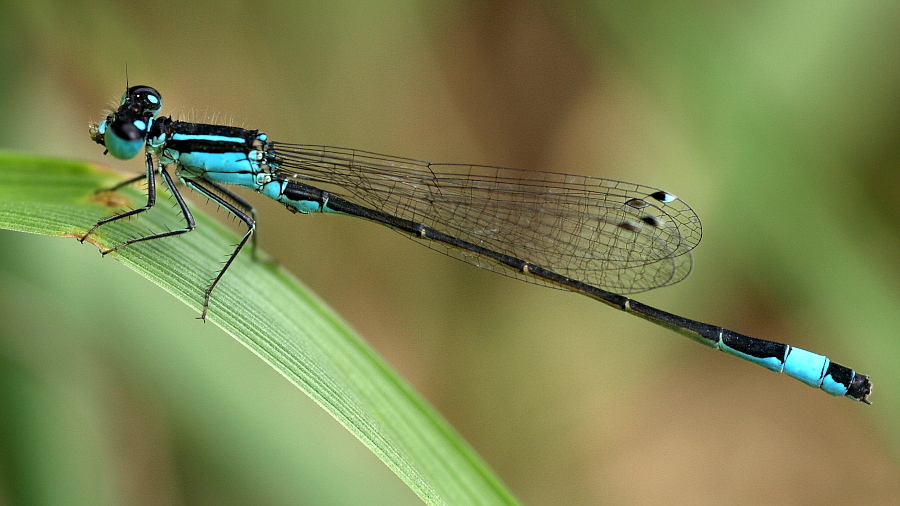 Libelle 005