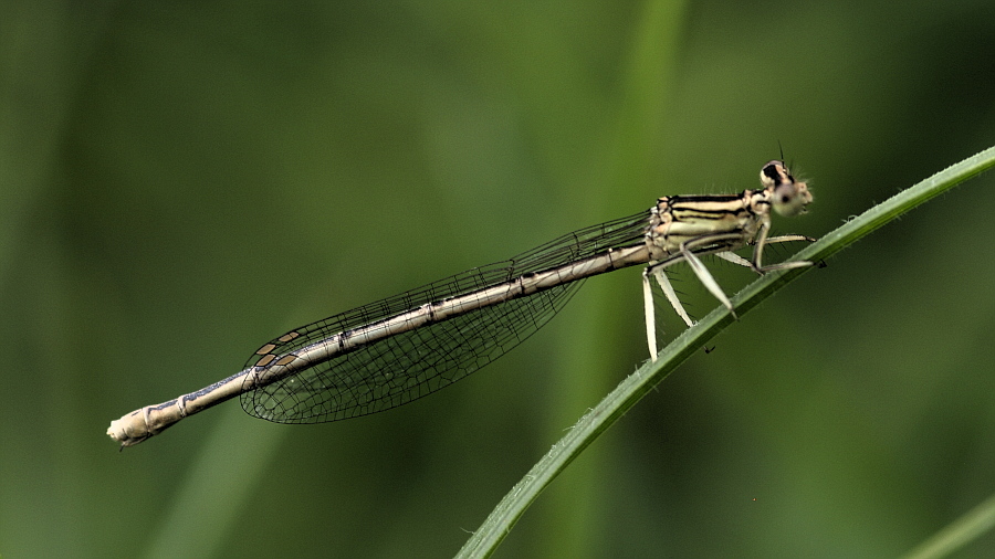 Libelle 006