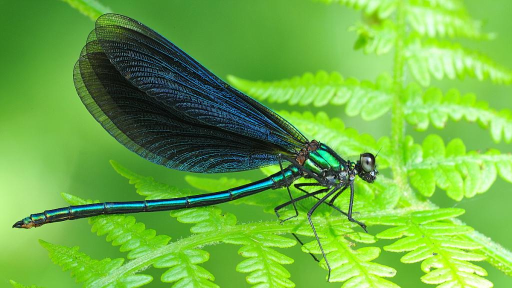 Libelle 007