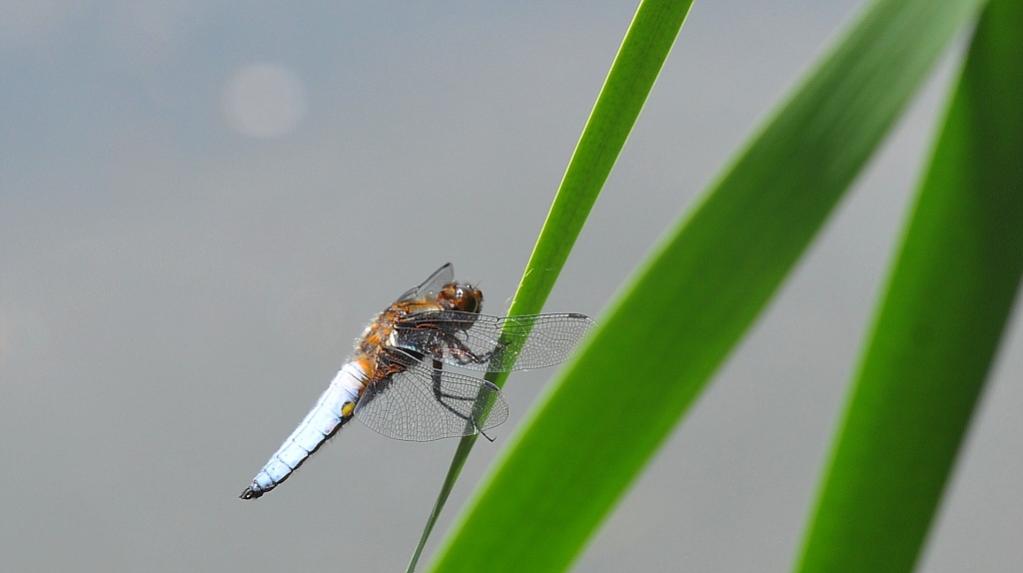 Libelle 010