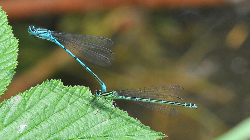 Libelle 014