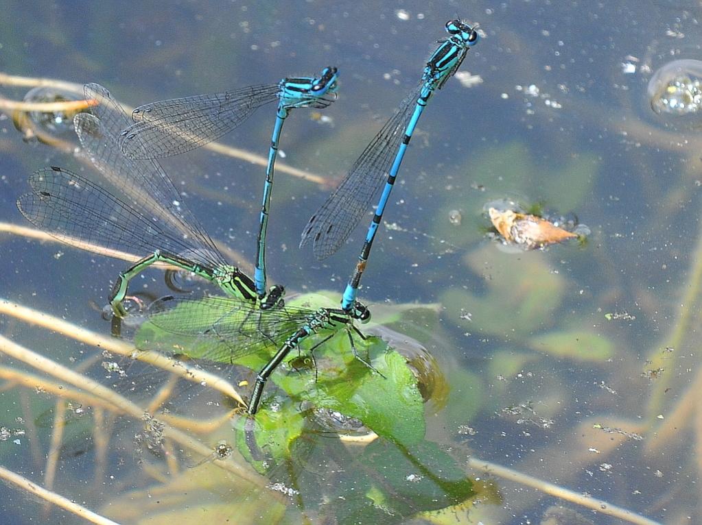 Libelle 017