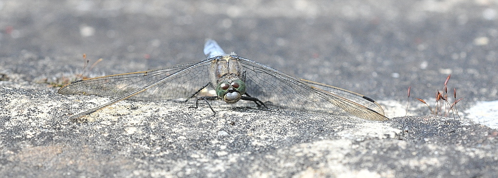 Libelle 020