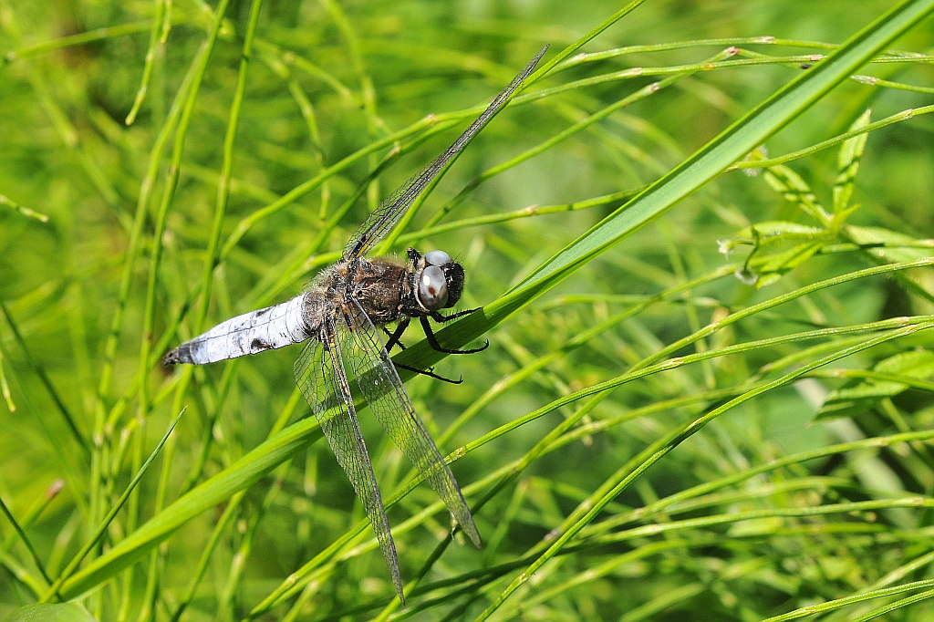 Libelle 022