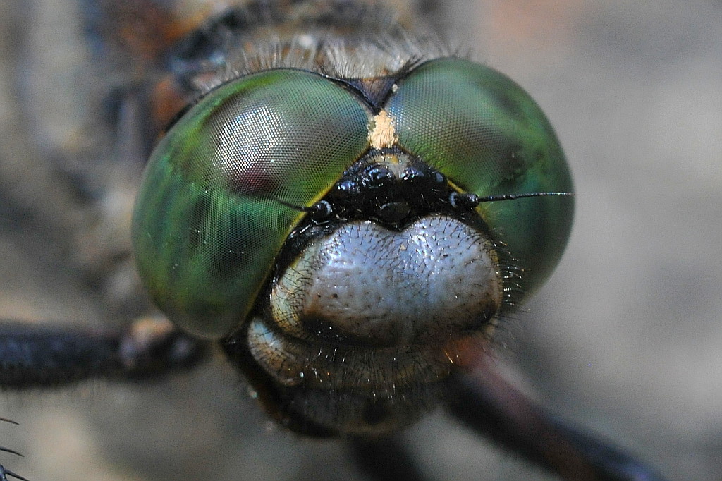 Libelle 030