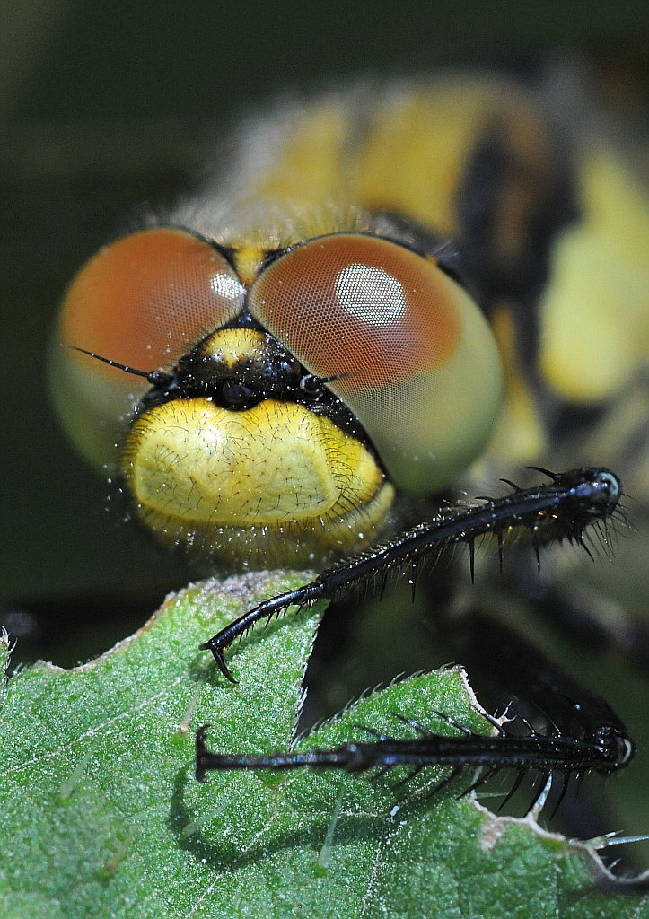 Libelle 040