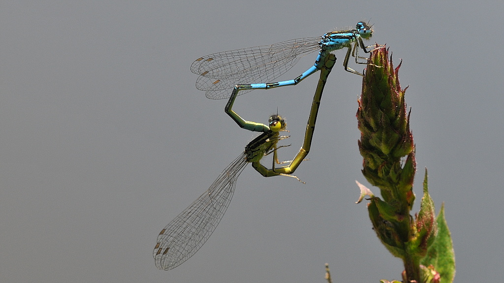 Libelle 042