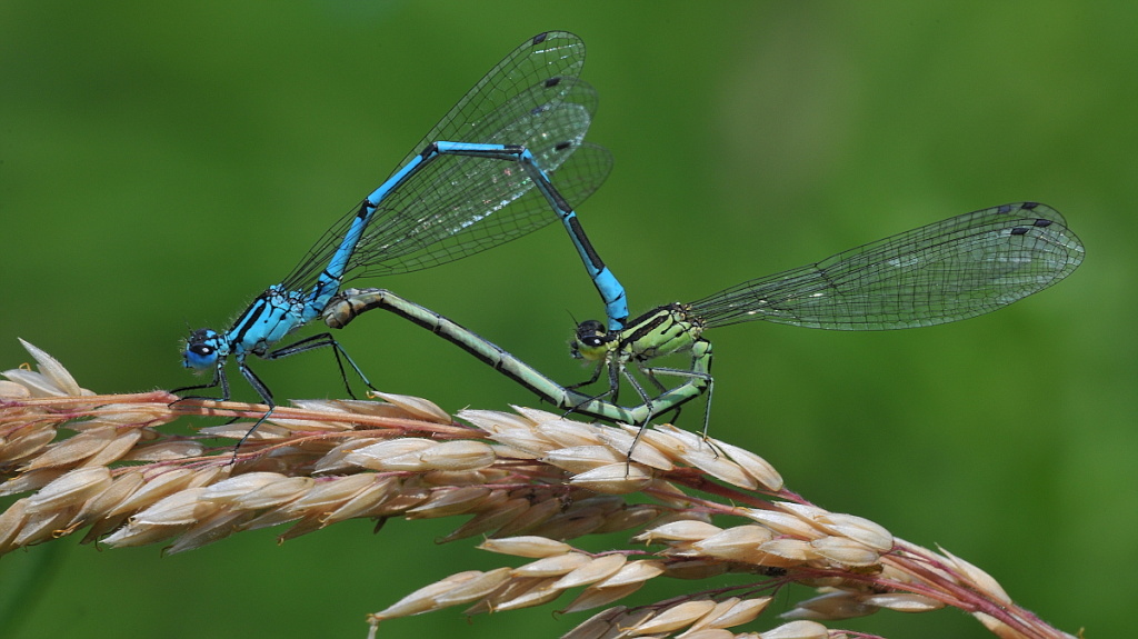 Libelle 051