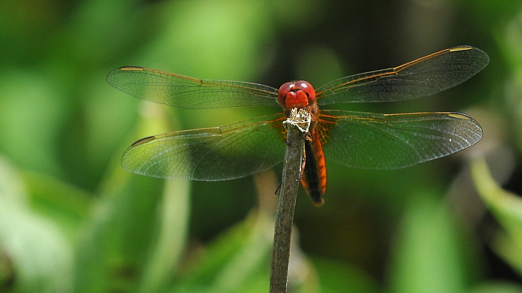 Libelle 062