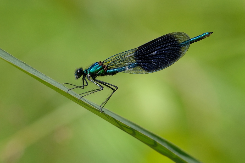 Libelle 062014