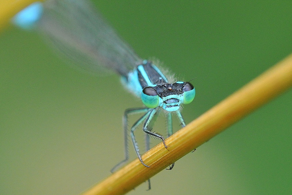 Libelle 063