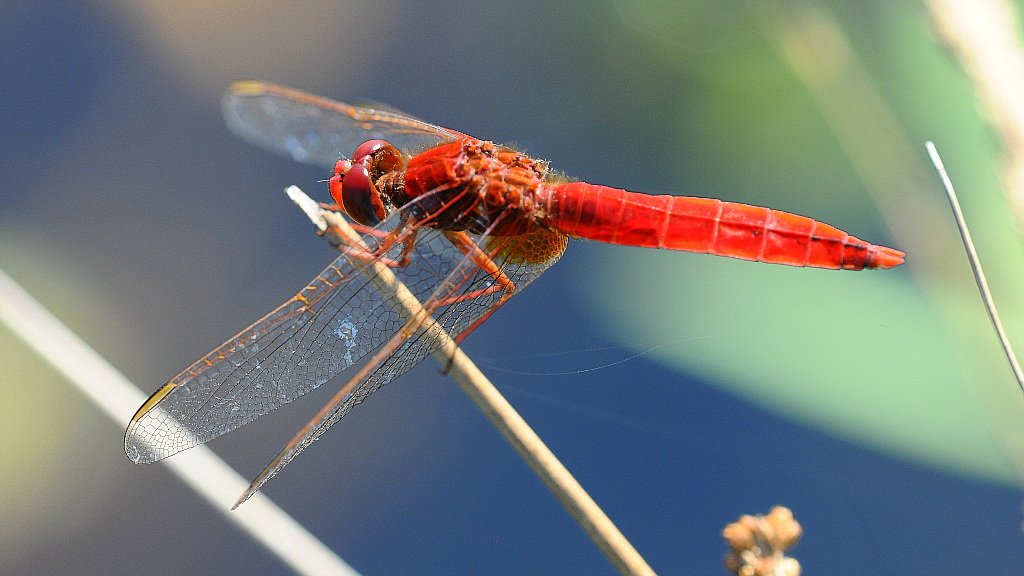 Libelle 071