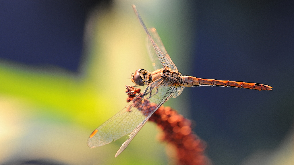 Libelle 072