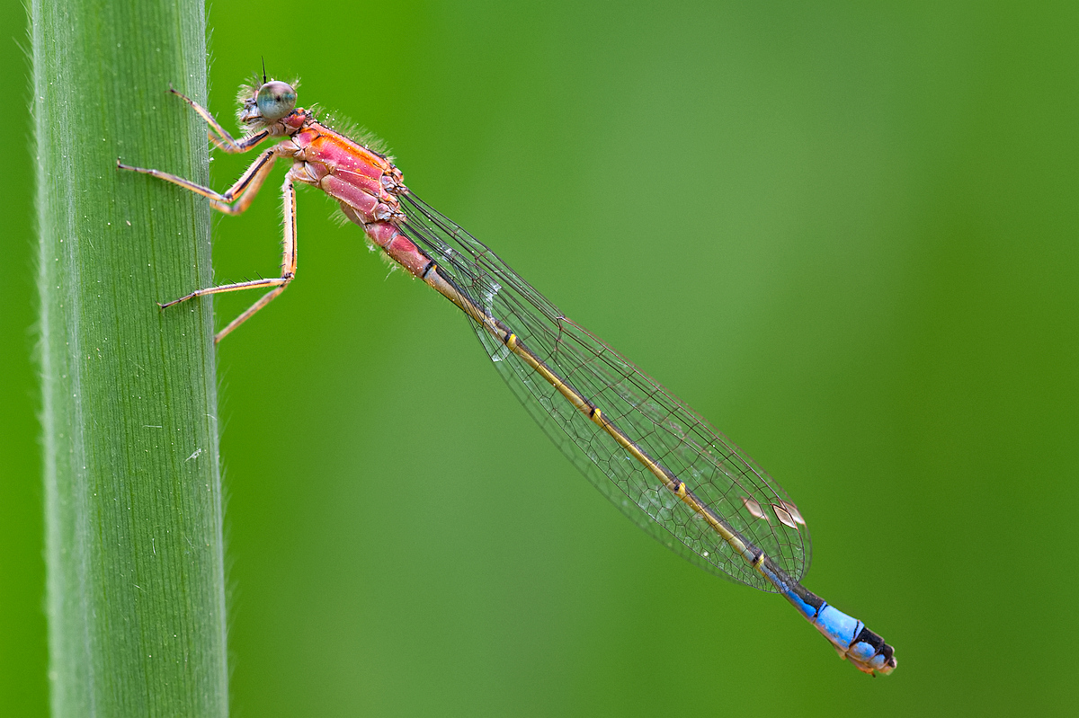 Libelle 1