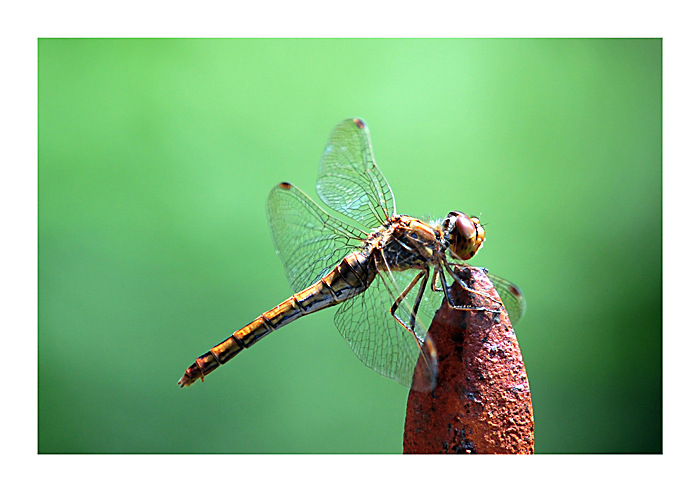 Libelle 1