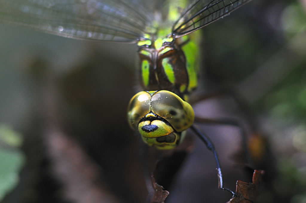 Libelle 1