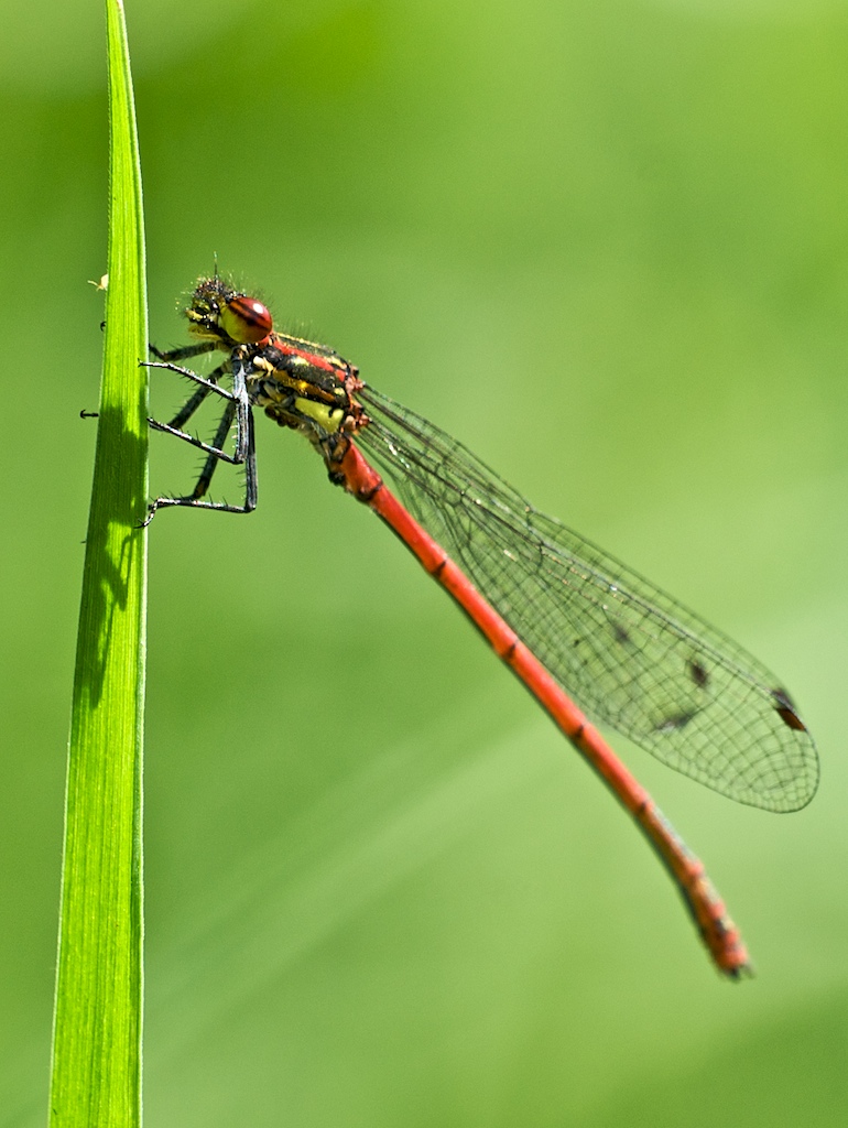 Libelle 10