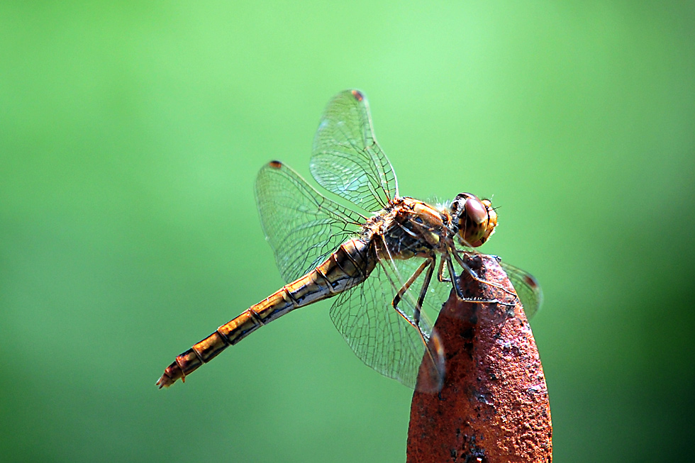Libelle 1b