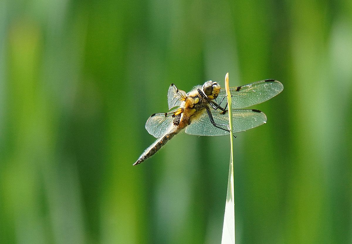 Libelle 2.jpg