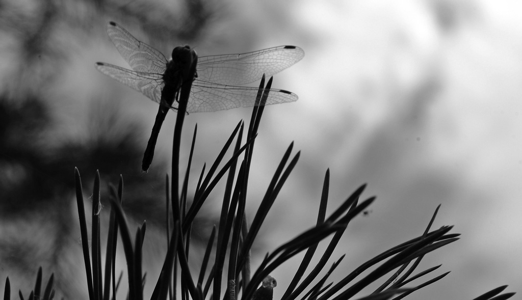 Libelle 2